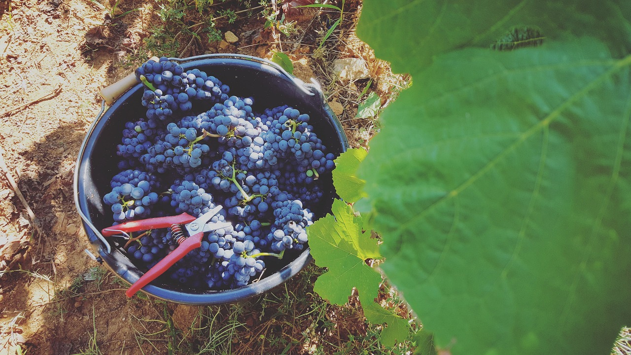 vigne, vendange, france, bourgogne, burgundy, vine, harvest, grap harvest, bourgogne, bourgogne, bourgogne, bourgogne, bourgogne